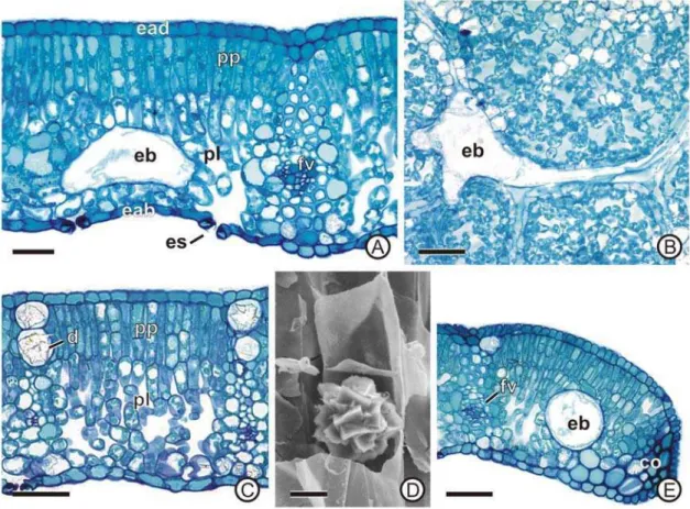 Figura 3. Lâmina foliar de Bixa orellana. A-C, aspecto geral da lâmina foliar em seção  transversal (A, C-E) e paradérmica (B)