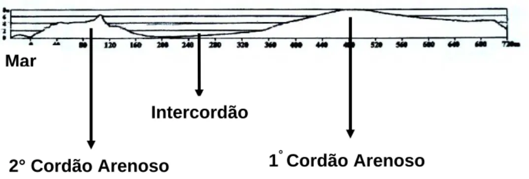 Figura 1. Regiões de cordão e intercordão, mostrando geomorfologia típica das restingas do Espírito  Santo (Pereira, 2002 – modificado)