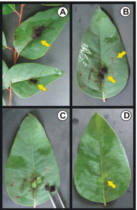 Fig. 9: Folhas de Eucalyptus urograndis colonizadas por Brasilonema octagenarum. A. Aspecto geral  das  folhas  colonizadas