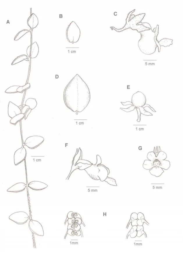 Fig. 4. C. gibbosa. A. Ramo com fruto. B. folha. C. flor na posição lateral. C. gracilis