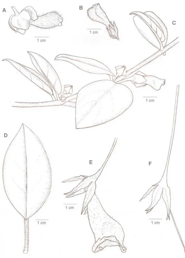 Fig. 6. N. hirtellus. A. Flor. N. sericeus. B. flor. N. kautskyi. C. Ramo com flor e botões florais