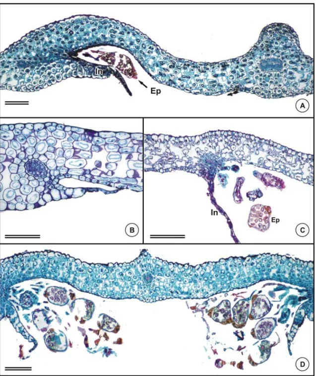 Figura 6- Anatomia da lâmina foliar de espécies de Asplenium na região dos soros. A-D (cortes transversais)