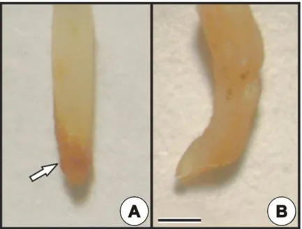Figura 3 – Ápice radicular de plântulas de Cajans cajan  após  dez  dias  de  exposição  ao  arsênio                     
