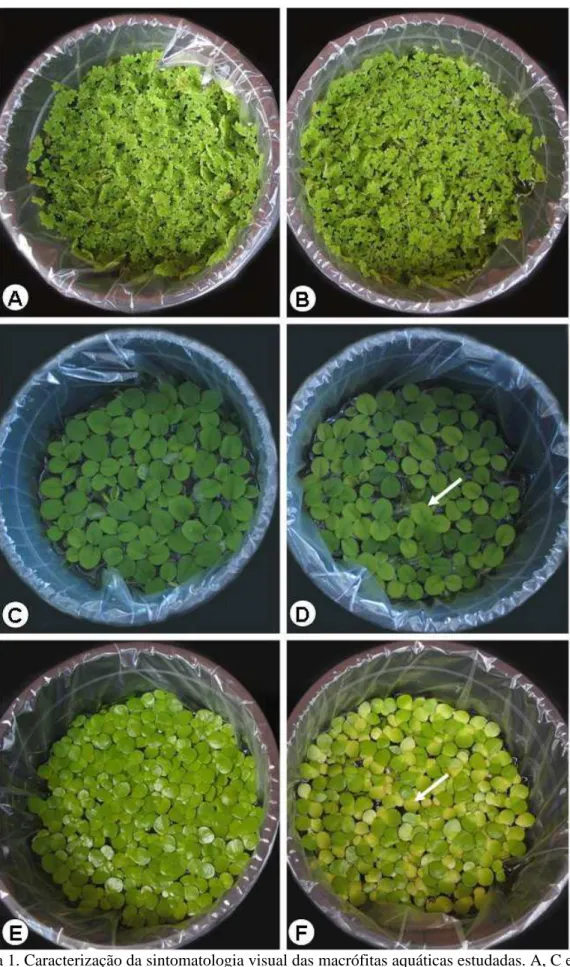 Figura 1. Caracterização da sintomatologia visual das macrófitas aquáticas estudadas. A, C e E -  plantas controle; B, D e F - plantas expostas a 0,4 mM de Mn