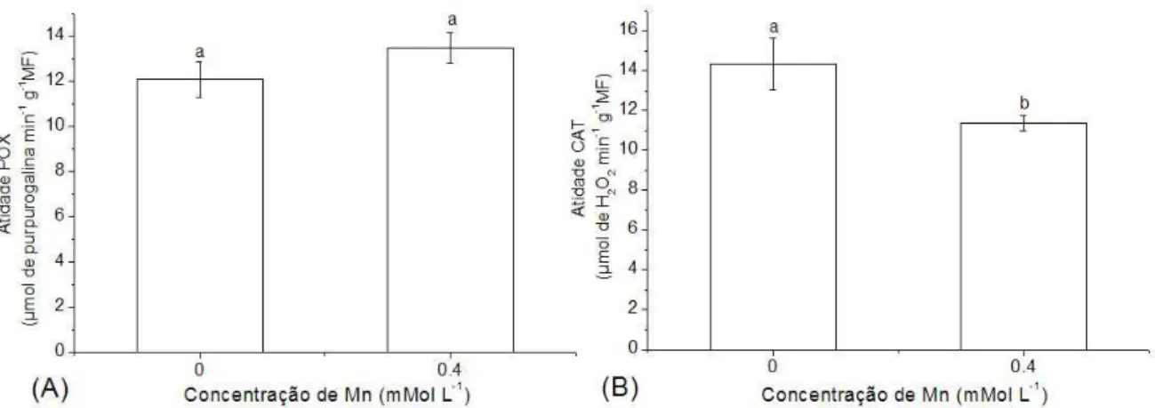 Figura 4. Atividade enzimática da POX (A) e CAT (B) em plantas de Spirodela polyrhiza  controle e submetidas a 0,4 mM de Mn