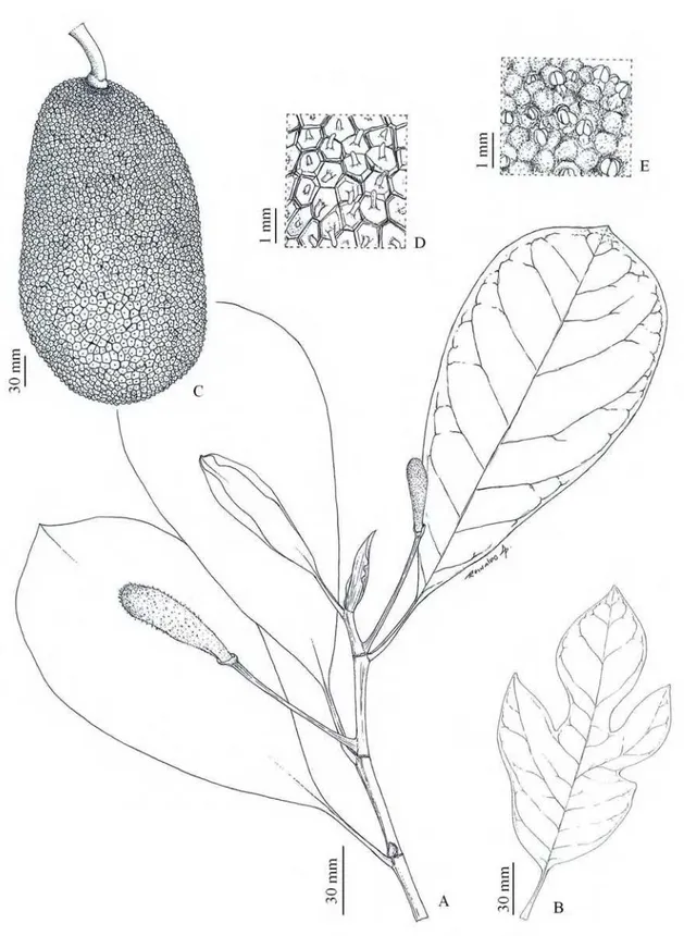 Figura 5. A-F.  Artocarpus heterophyllus Lam. A. ramo; B. folha jovem; C.  infrutescência; D