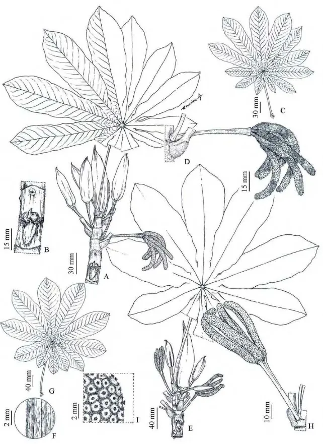 Figura 9: A-I. Cecropia pachystachya Trec.: A. ramo  ♂; B. detalhe do tronco; C. folha  ♂; D