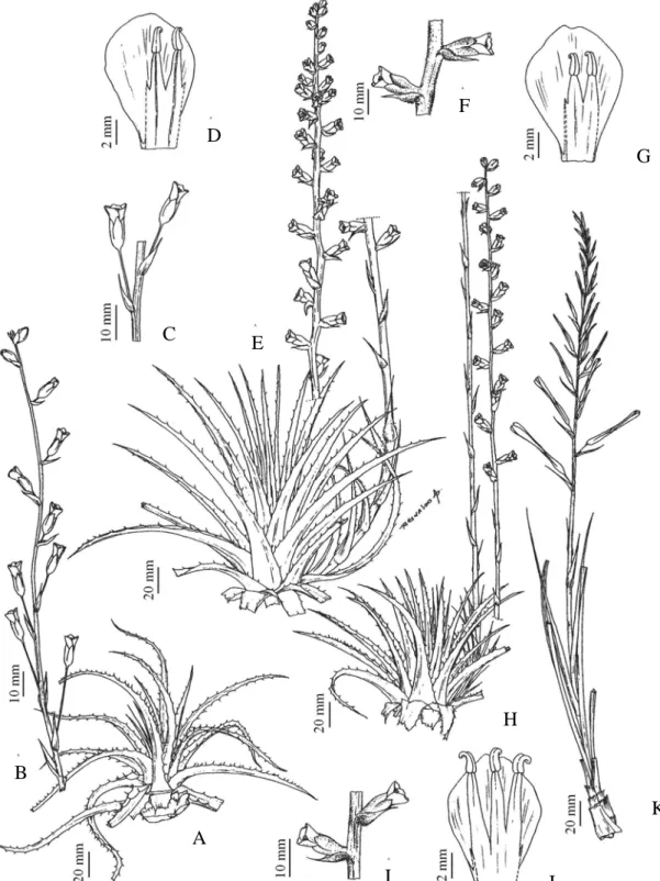 Figura 5 - A-D. Dyckia macropoda L.B. Sm. A. Roseta; B. Inflorescência; C. Flores  destacando os grandes pecicelos; D