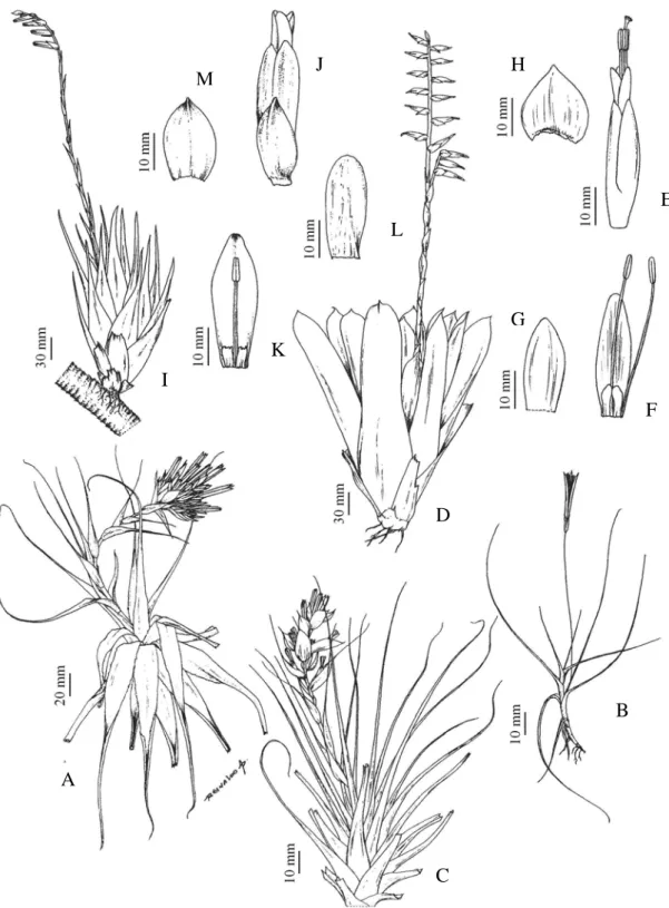 Figura 6 – A. Tillandsia gardneri Lindl., Hábito. B. Tillandsia recurvata (L.) L.,  Hábito