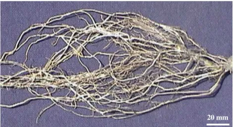Figura 1. Vista geral do sistema radicular de  Cissus  verticillata . 