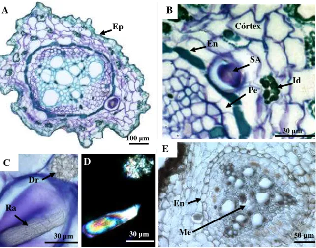 Figura 2. Cortes histológicos da raiz de  Cissus verticillata  corados com azul de 