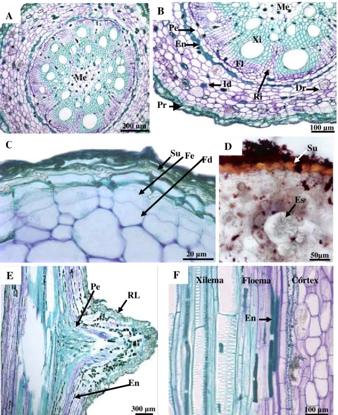 Figura 3. Cortes histológicos da raiz de Cissus verticillata. A-D, cortes transversais e E- E-F, cortes longitudinais corados com azul de toluidina em pH ácido, exceto na figura D