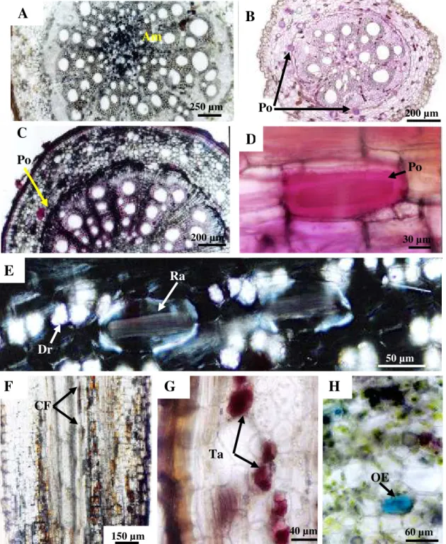 Figura 4. Cortes histológicos da raiz de Cissus verticillata. A-C, cortes transversais e D- D-H, cortes longitudinais