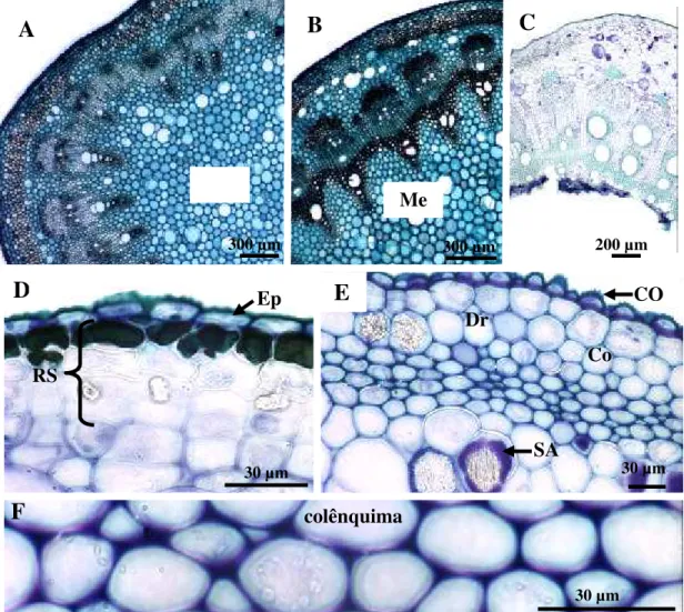 Figura 6. Cortes transversais do caule jovem de  Cissus verticillata,  corados com 