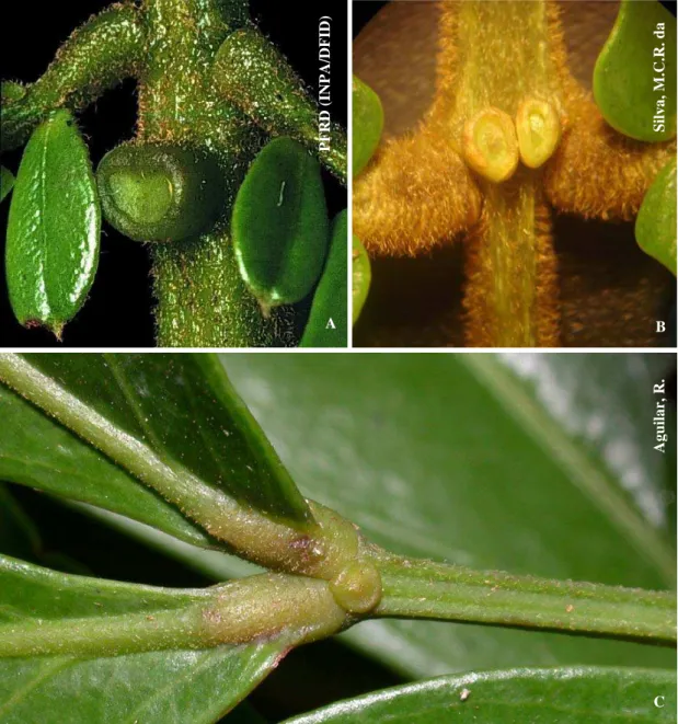 Figura 2: Nectários foliares de espécies de Zygia. Z. racemosa. A – Nectário foliar  cupuliforme transversalmente comprimido; B – Nectário foliar cupuliforme circular; 