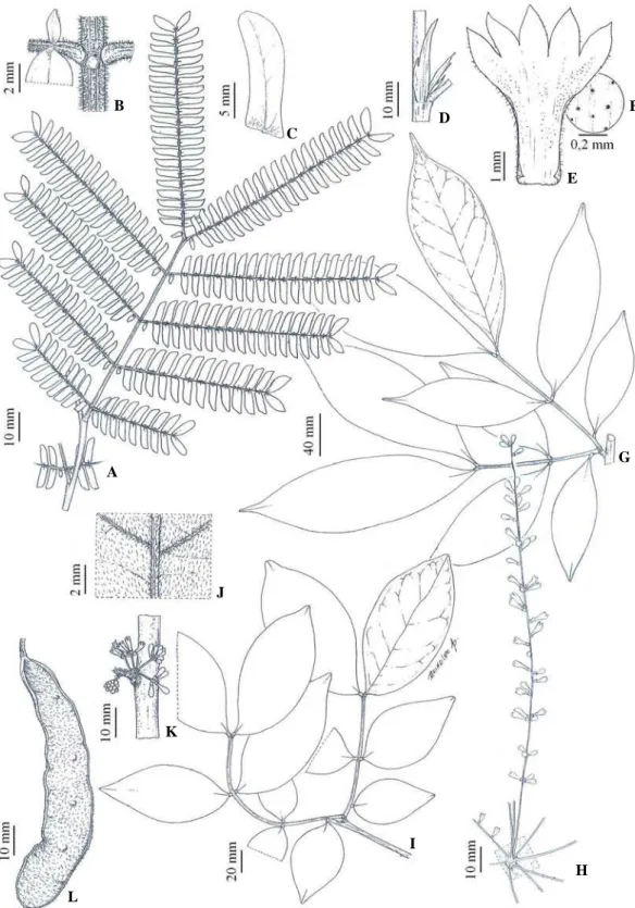 Figura 6. Zygia claviflora. A. Ramo (Stevenson 1004). B. Raques da folha e da pina  híspidos e, nectário cupuliforme (Stevenson 1004)