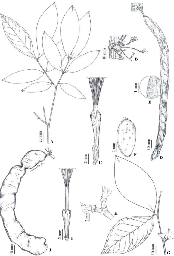 Figura 10.  Zygia trunciflora.  A. Ramo (D.F. Coêlho &amp; L.F. Coêlho 26). B.  Inflorescência espiciforme (Rodrigues 7007)