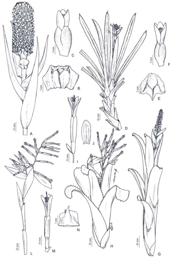 Figura 2 – A-C: Aechmea bromeliifolia (Rudge) Baker var. bromeliifolia; A.  inflorescência; B