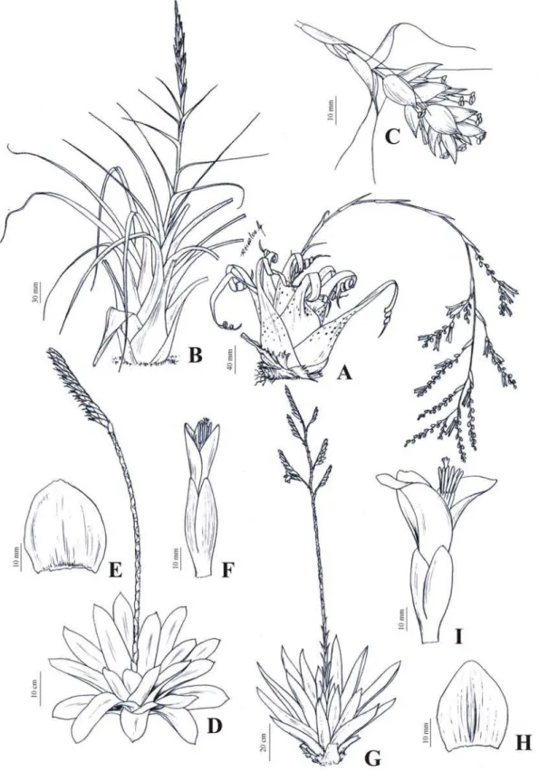 Figura 5 – A: Racinaea aerisincola (Mez) M.A. Spencer &amp; L.B. Sm., hábito. B:  Tillandsia polystachia (L.) L., hábito