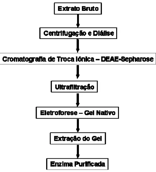 Figura 5 : Seqüências dos métodos de fracionamento de proteínas utilizados no  processo de purificação das α-galactosidases do fungo  Penicillium griseoroseum