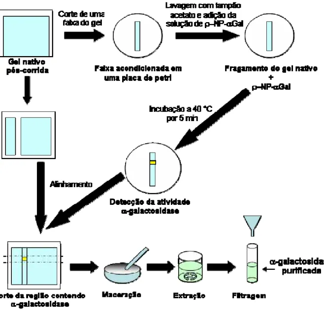 Figura 6:  Esquema destacando os principais passos do processo de purificação das  α-galactosidases do fungo  Penicillium griseoroseum  utilizando gel nativo