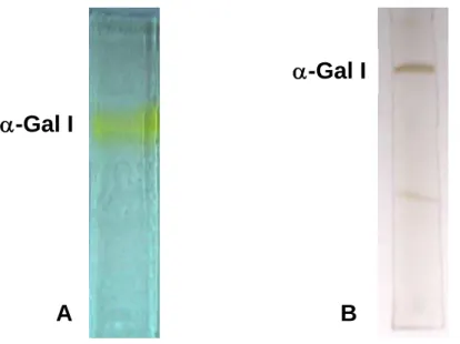 Figura 8:  Resultado da revelação do gel nativo com ρ-NP-αGal (A), mostrando a 