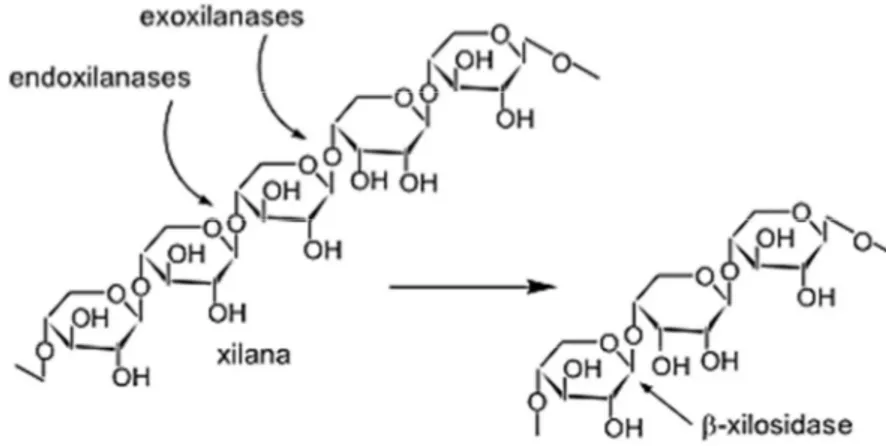 Figura 1 - Estrutura da xilana e ação das enzimas: xilanase e  β -xilosidase. 