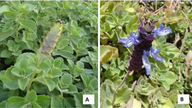 Figura 2. Plectranthus ornatus Cood: A- aspecto geral da planta com inflorescência; B- B-detalhe da inflorescência com flores abertas