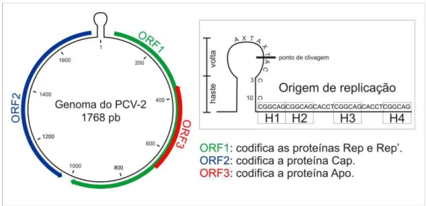Figura  1.2.  Representação  do  genoma  do  PCV-2.  A  ORF1  está  localizada  na  fita  positiva  (senso)  e  as  ORF2  e  ORF3  estão  localizadas  na  fita  negativa  (anti-senso)