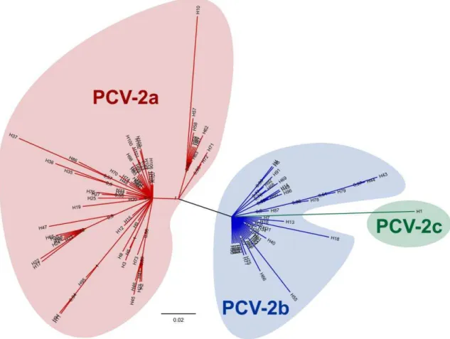 Figura 3.2. Classificação filogenética dos haplótipos do PCV-2. Árvore filogenética  consenso dos 107 haplótipos do PCV-2 obtida por Inferência Bayesiana