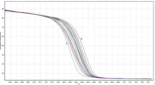 Figura  4:  Curva  HRMA  para  o  primer  WRKY-19-5  com  polimorfismo  A/G.  Cada  linha representa um indivíduo, com CD01RR8384 (base A) e Suprema (base G)