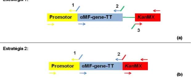 Figura 3: Estratégias da padronização da overlap PCR. (a): na estratégia 1 são utilizados 3 megaprimers, 