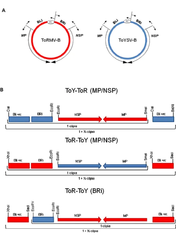Figura 2.  A. Organização genômica do componente B do ToRMV (vermelho) e do 