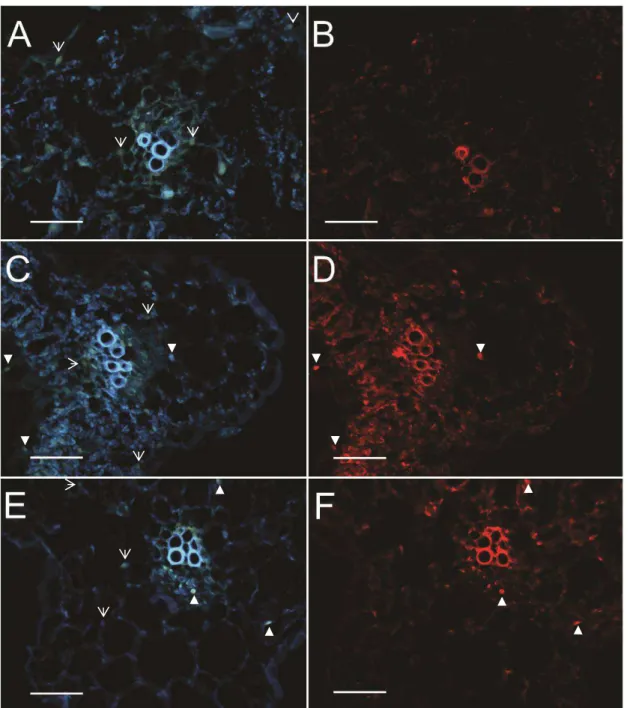 Figura 6. Localização do ToYSV e ToRMV em células do tecido vascular em N. 