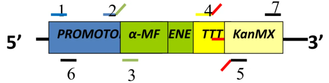 Figura 3.1 – Esquema de construção dos cassetes de expressão PKG-cbhA-kanMX  e PGK-eng1-kanMX
