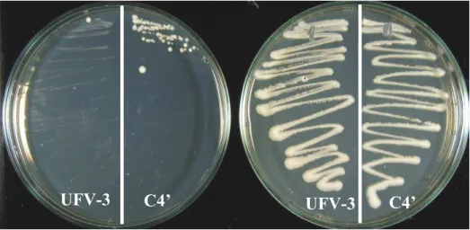 Figura 4.18 – Estabilidade genética do clone C4’. Cepa controle UFV-3 e clone C4’  cultivados em meio YPD contendo 300 µg/mL de G418 (esquerda) e meio YPD  (direita) após a quarta passagem em meio não seletivo