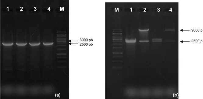 Figura 7: Fracionamento em gel de agarose 0,9%. (a) M: marcador de peso molecular (Fermentas) (1, 2,  3, 4): PCR de colônia de E