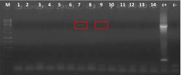 Figura 8: Fracionamento em gel de agarose 0,9% M: marcador de peso molecular (Fermentas) (1, 2, 3, 4,  5, 6, 7, 8, 9, 10, 11, 12, 13, 14): PCR de colônia de K