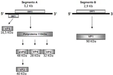 Figura 1- Representação esquemática do genoma do IBDV e sua estratégia de 