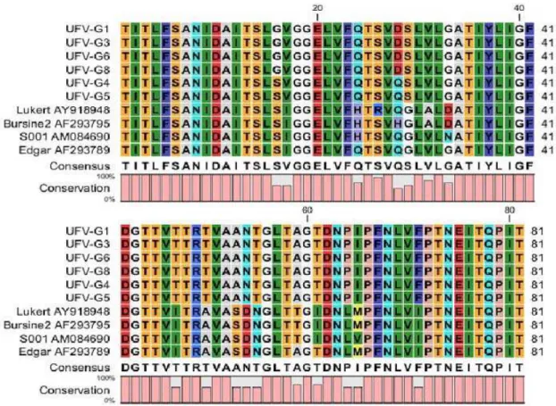 FIGURA 5- Análise de aminoácidos da região hipervariável das amostras sequênciadas no presente estudo e  das amostras vacinais disponíveis no GenBank (aminoácidos 226-306)