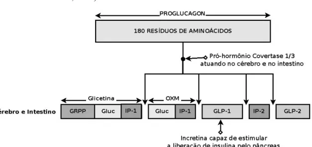 Figura 3 – Processamento tecido específico pós-transcrição do proglucagon no cérebro  e no intestino levando à geração de glicentina que é formada pelo  polipeptídeo derivado da glicentina (GRPP), glucagon (gluc) e peptídeo de  intervenção-1 (IP-1) e oxint