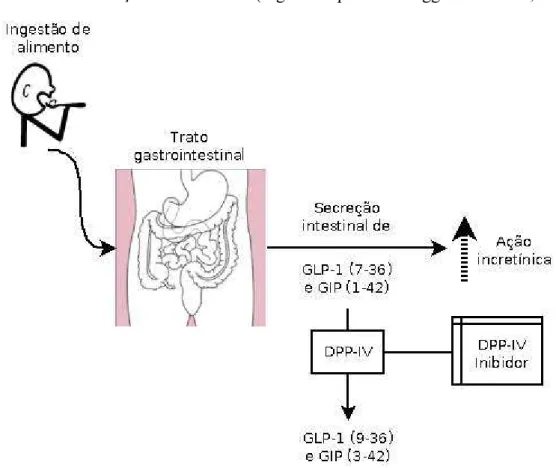 Figura 4 - GLP-1 e GIP bioativos são liberados no intestino delgado após a ingestão de  alimentos, estimulando a secreção de insulina