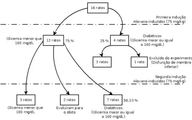 Figura 7 – Percentual de sucesso na primeira e segunda indução do diabetes por  aloxano