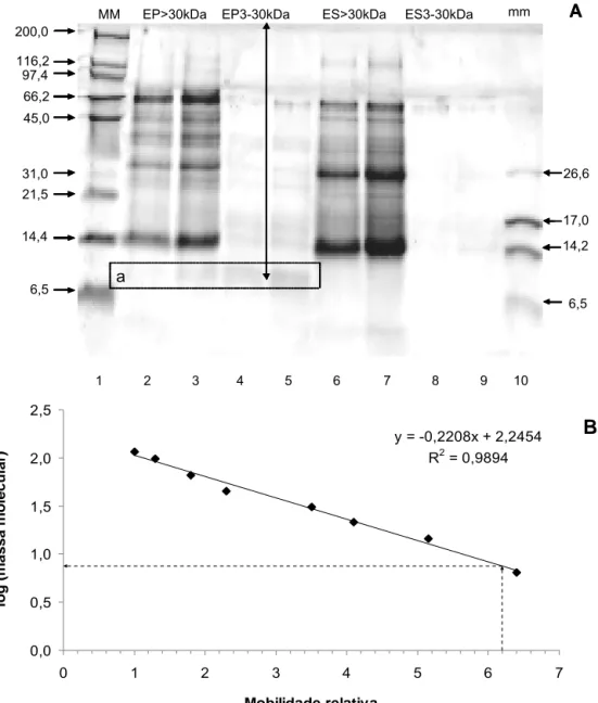 Figura 2 – A)  Eletroforese desnaturante em gel de poliacrilamida em presença de  Tricina das frações de ES e EP obtidas após ultrafiltração