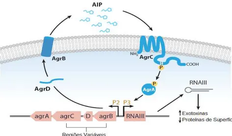 Figura  1.  Mecanismo  de  agr.  O  peptídeo  AgrD  é  processado  e  secretado  por  AgrB  na  forma  da  AIP,  que  atua  no  receptor  de  membrana  AgrC,  ativando-o  através de fosforilação
