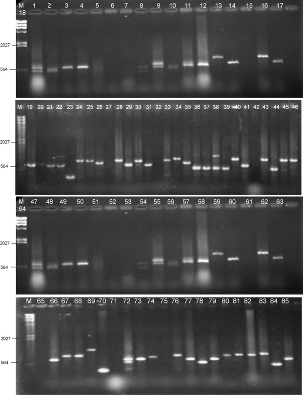 Figura  3A.  Avaliação  da  presença  do  gene  clfB  em  isolados  de  Staphylococcus  aureus,  por  meio  de  análise  eletroforética,  em  gel  de  agarose  1%