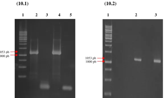 Figura 10:  Amplificação e purificação do gene referente à E-NTPDaes 2  de Leishmania major