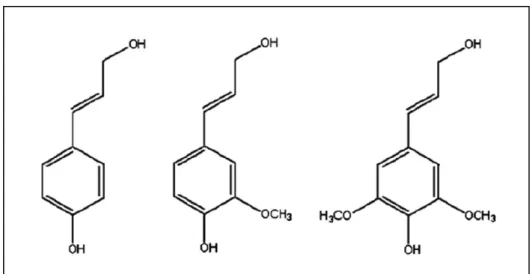 Figura 1.3: Estruturas dos compostos fenólicos precursores de  lignina: álcool trans-para-cumárico, álcool-trans-coniferílico e  álcool-trans-sinapílico (SUHAS et al, 2007)