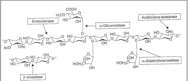 Figura 1.5 – Enzimas xilanolíticas envolvidas na degradação da xilana (SUNNA &amp;  ANTRANIKIAN (1997)