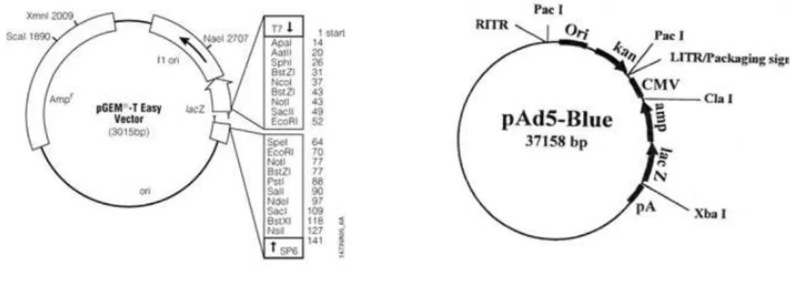 Figura 1: Mapa físico do vetor pGEM-T Easy e vetor pAd5-Blue. O vetor pGEM-T Easy foi utilizado para 